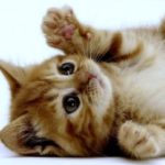 Photo de Profil de Sayleen